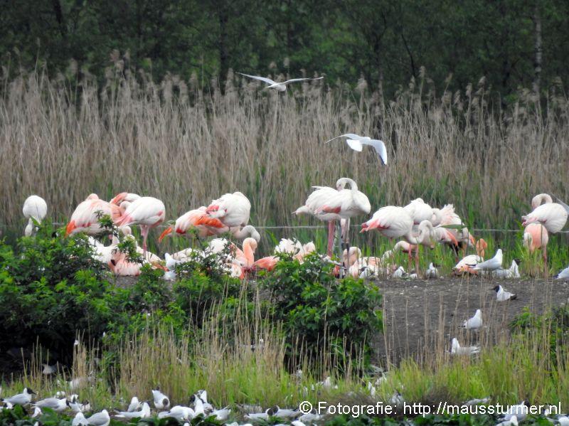 2017-05-20 (451) Flamingo's en kolonies meeuwen .jpg